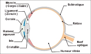 oeil et cataracte